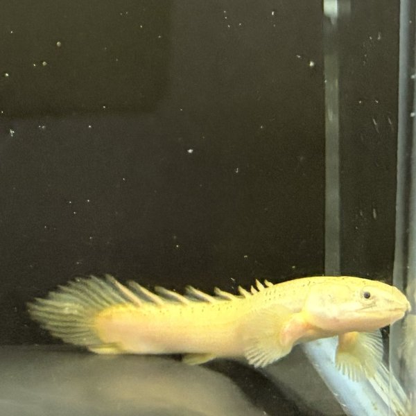 画像2: ポリプテルス プラチナセネガル ブリード(9cm±) (2)