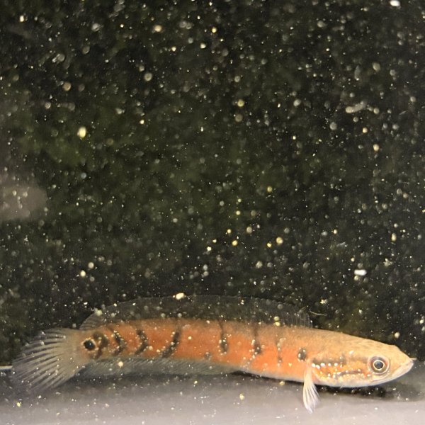 画像3: コウタイ スーパーレッド(13cm±) (3)