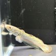 画像1: バーミーズレッドフィン スネークヘッド(10cm±)WILD (1)