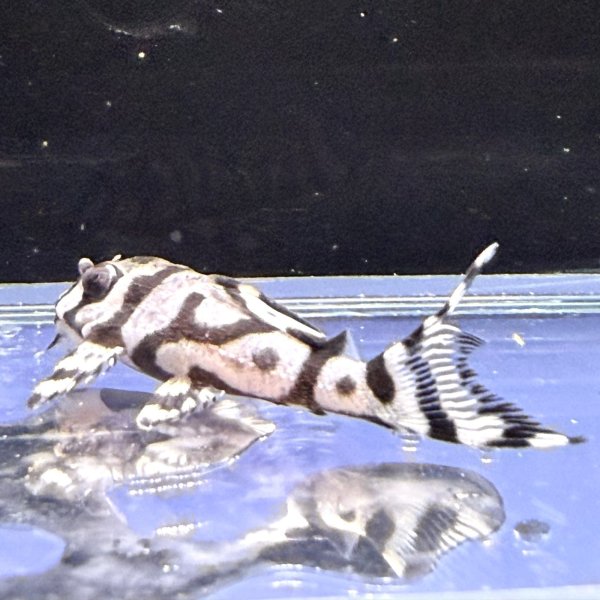 画像1: キングロイヤルペコルティア(5cm±)国産ブリード (1)