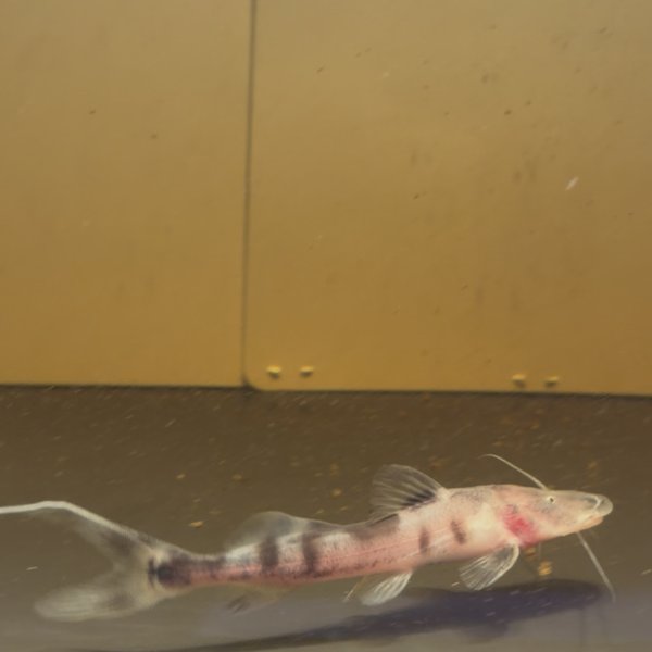 画像3: ゼブラキャット(7cm±)WILD (3)