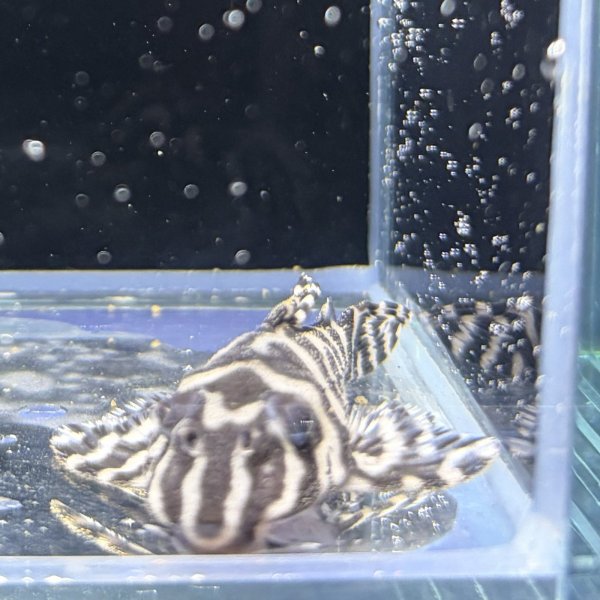 画像1: キングロイヤルペコルティア(5cm±)国産ブリード (1)