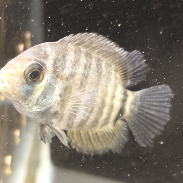 画像2: ターコイズブルーセベラム(5cm±)ブリード (2)