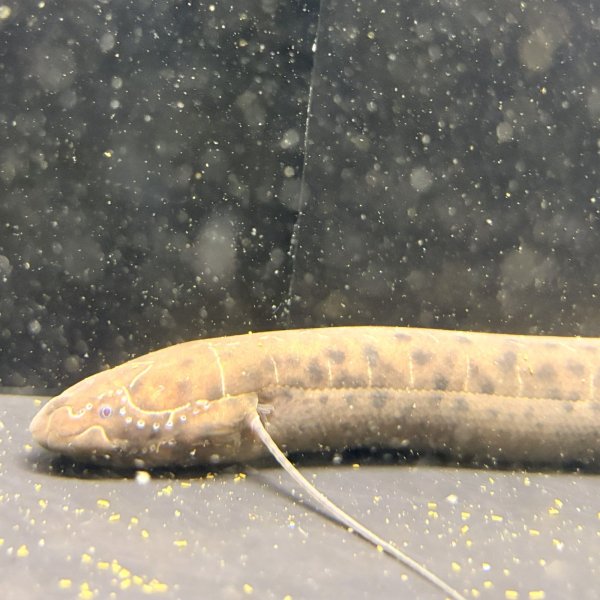 画像3: プロトプテルス・ドロイ（20cm±）WILD (3)