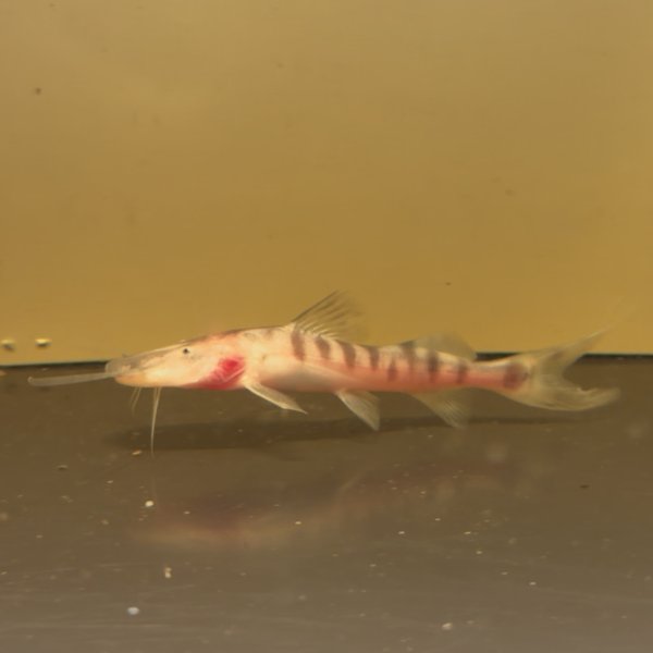 画像1: ゼブラキャット(7cm±)WILD (1)