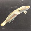 画像2: バーミーズレッドフィン スネークヘッド(10cm±)WILD (2)