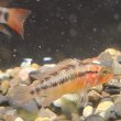 画像1: アピストグラマ ヴィエジタ スーパーレッド EUブリード ペア (1)