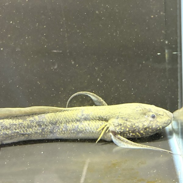 画像2: プロトプテルス アンフィビウス（23cm±）ナイバシャ湖 (2)