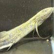 画像4: プロトプテルス アンフィビウス（23cm±）ナイバシャ湖 (4)