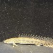画像3: ポリプテルスラプエン ブリード(9cm±) (3)