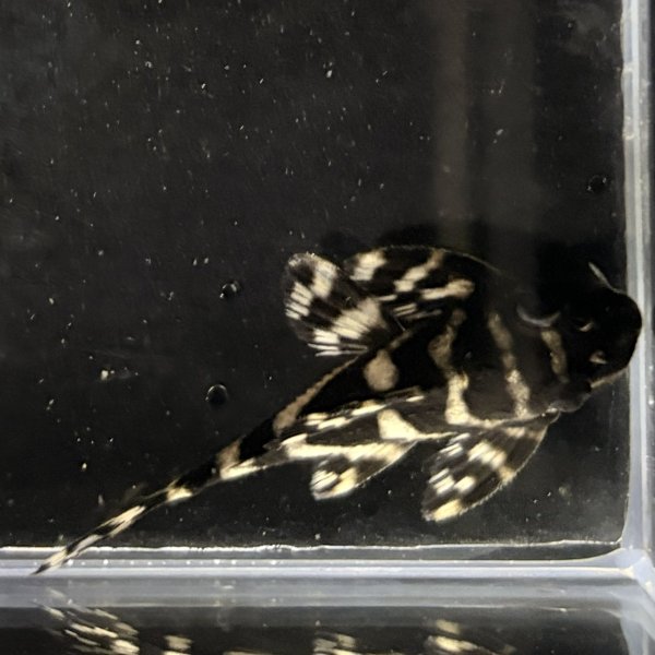 画像3: キングロイヤルペコルティア(5cm±)国産ブリード (3)