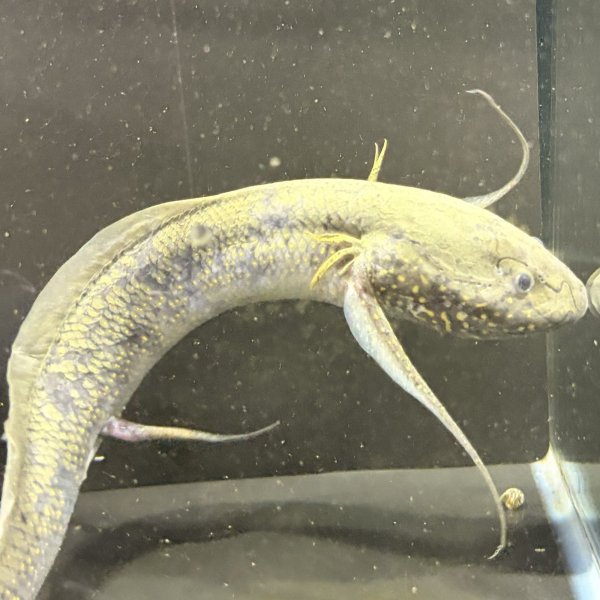 画像3: プロトプテルス アンフィビウス（23cm±）ナイバシャ湖 (3)