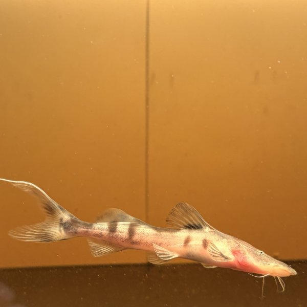 画像1: ゼブラキャット(7cm±)WILD (1)