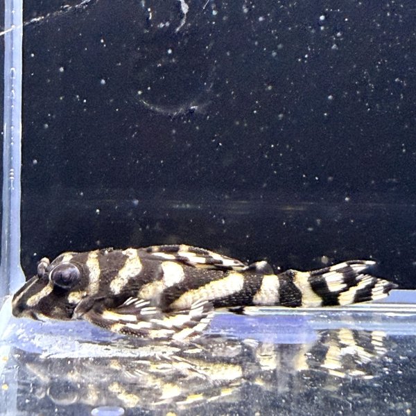 画像2: キングロイヤルペコルティア(5cm±)国産ブリード (2)