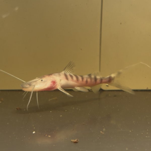 画像2: ゼブラキャット(7cm±)WILD (2)