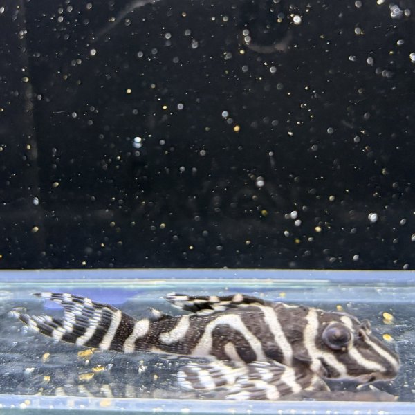 画像3: キングロイヤルペコルティア(5cm±)国産ブリード (3)