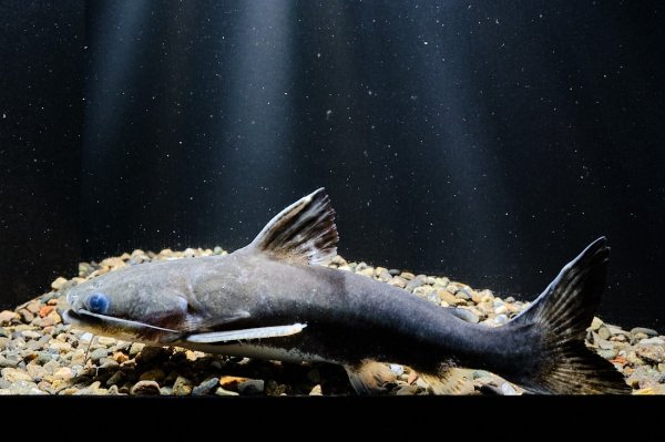 画像1: メガマウスキャット(12cm±)WILDジングー (1)