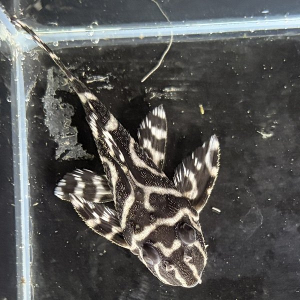 画像4: キングロイヤルペコルティア(5cm±)国産ブリード (4)