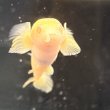 画像3: ポリプテルス アルビノセネガルス ロングフィン(8cm±) (3)