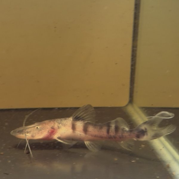 画像2: ゼブラキャット(7cm±)WILD (2)