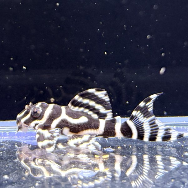 画像1: キングロイヤルペコルティア(5cm±)国産ブリード (1)