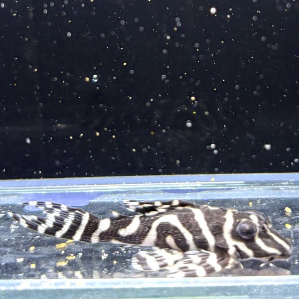 画像2: キングロイヤルペコルティア(5cm±)国産ブリード (2)