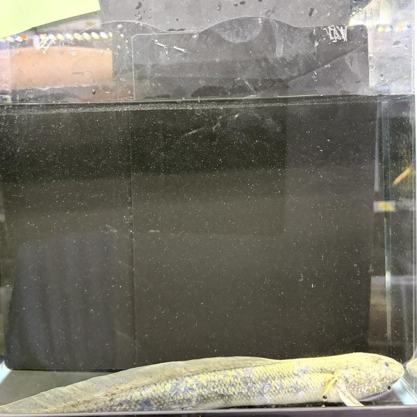 画像1: プロトプテルス アンフィビウス（23cm±）ナイバシャ湖 (1)