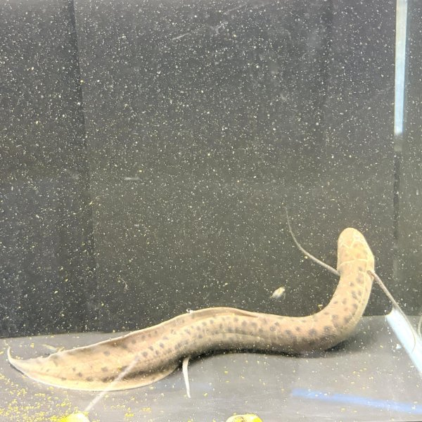 画像2: プロトプテルス・ドロイ（20cm±）WILD (2)