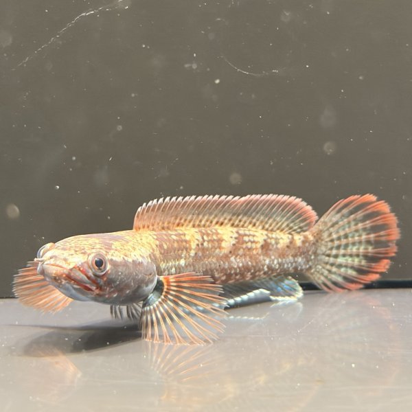 画像3: アイズファイヤー スネークヘッド(8cm±)WILD (3)