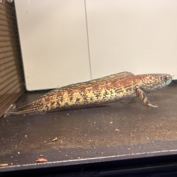 画像1: バイオレットスネークヘッド(10cm±)WILD (1)