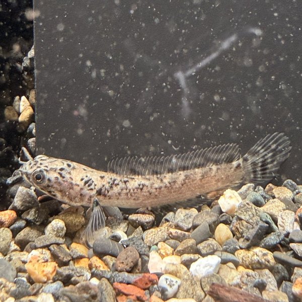 画像2: チャンナ リムバータ ダルメシアン(5cm±) (2)