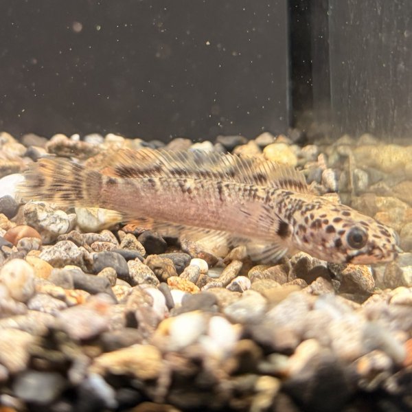 画像1: チャンナ リムバータ ダルメシアン(5cm±)  (1)