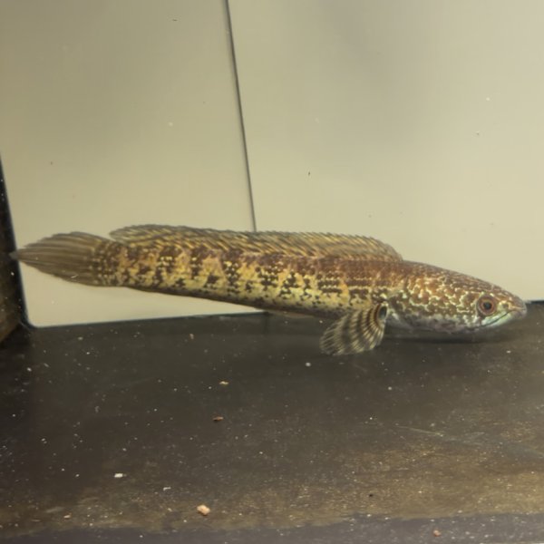 画像2: バイオレットスネークヘッド(10cm±)WILD (2)