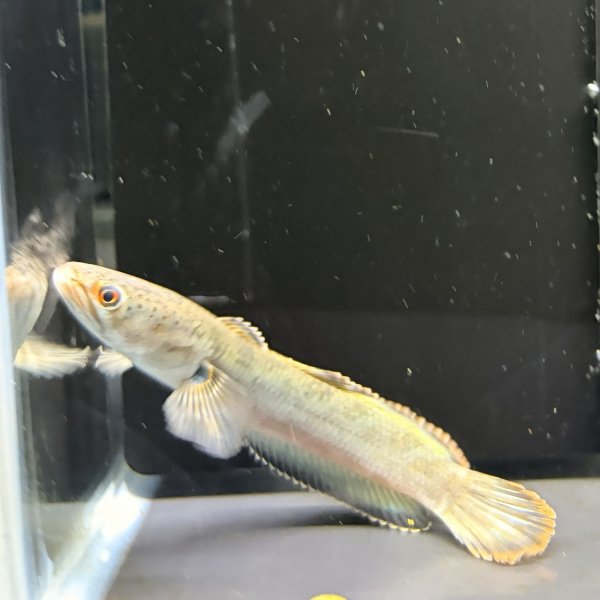 画像1: バーミーズレッドフィン スネークヘッド(10cm±)WILD (1)