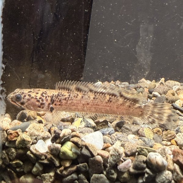 画像2: チャンナ リムバータ ダルメシアン(5cm±)  (2)