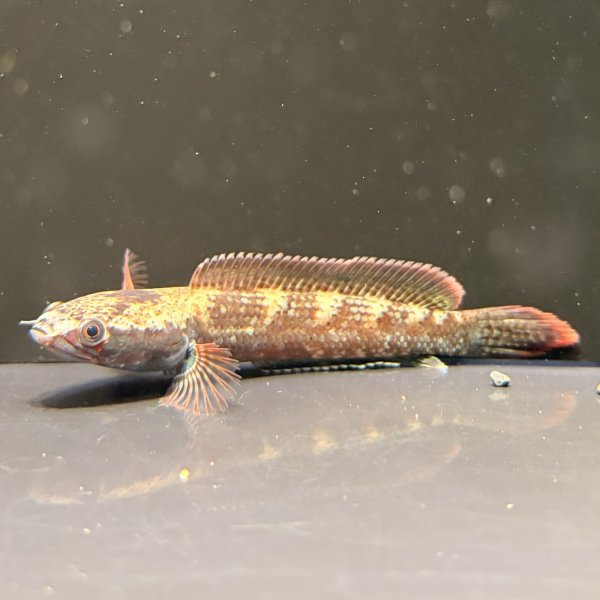 画像1: アイズファイヤー スネークヘッド(8cm±)WILD (1)