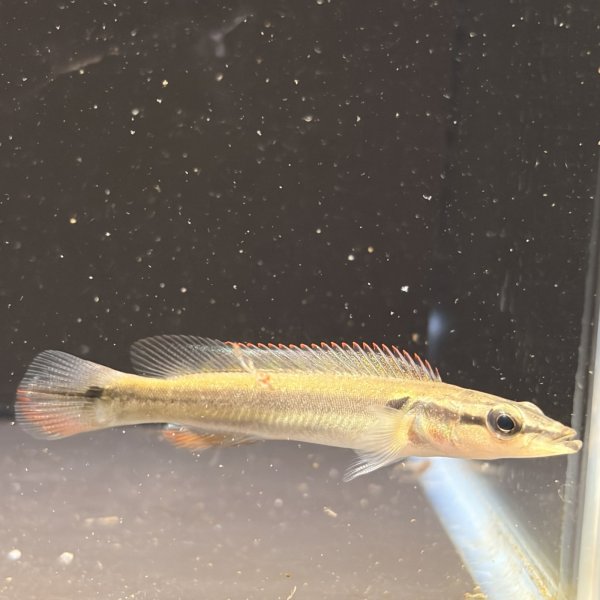 画像1: クレニキクラ ゼブリナ(7cm±) (1)