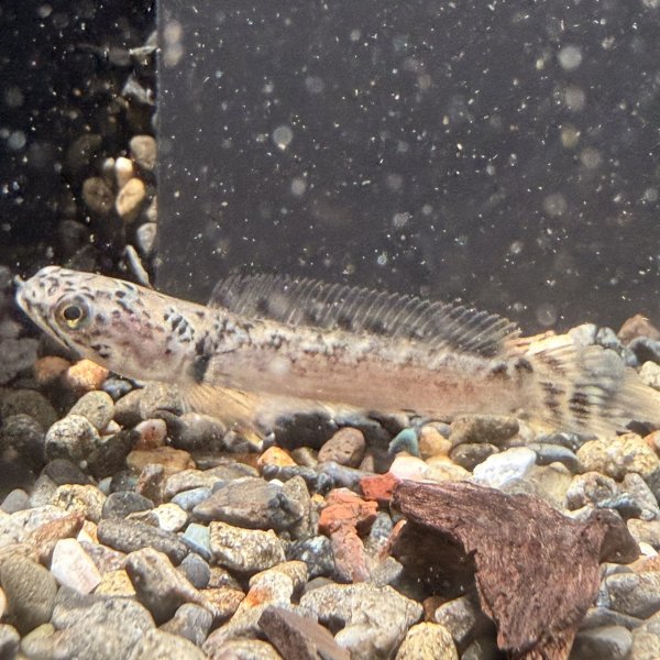 画像3: チャンナ リムバータ ダルメシアン(5cm±) (3)