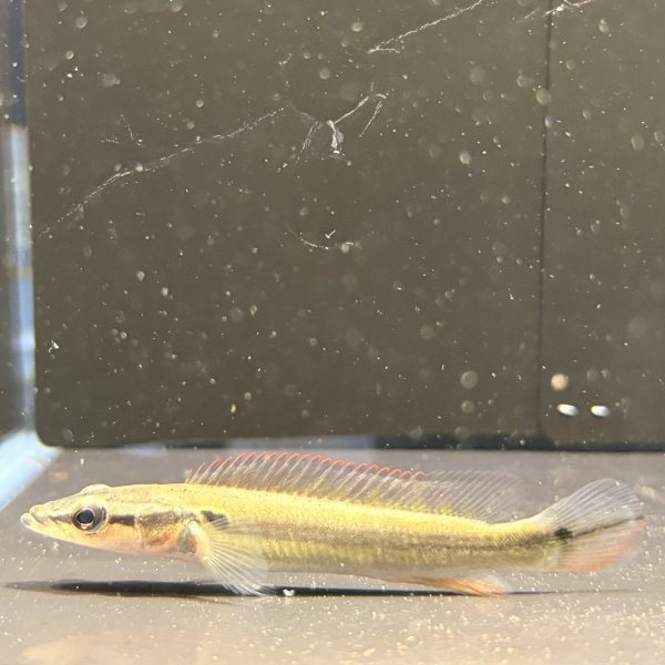 画像2: クレニキクラ ゼブリナ(7cm±) (2)