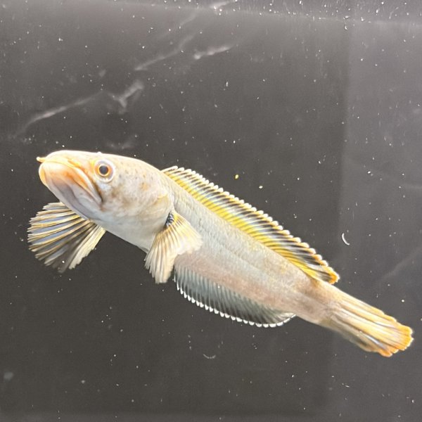 画像3: バーミーズレッドフィン スネークヘッド(10cm±)WILD (3)