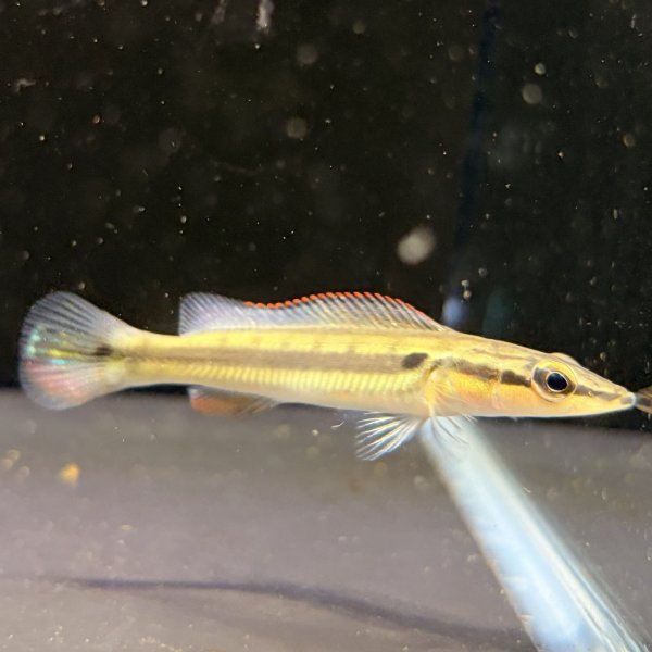 画像2: クレニキクラ ゼブリナ(7cm±) (2)