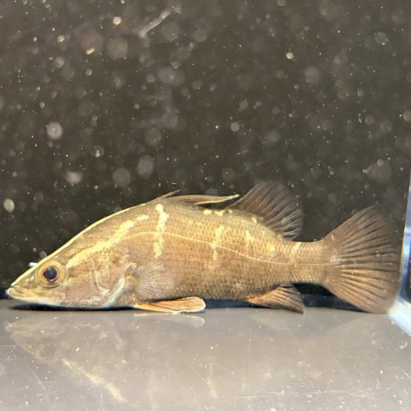 画像1: アカメ(15cm±)WILD▲ (1)