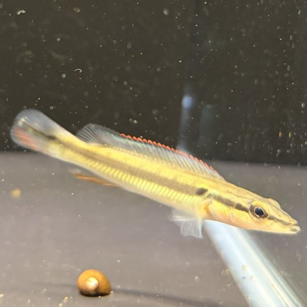 画像1: クレニキクラ ゼブリナ(7cm±) (1)