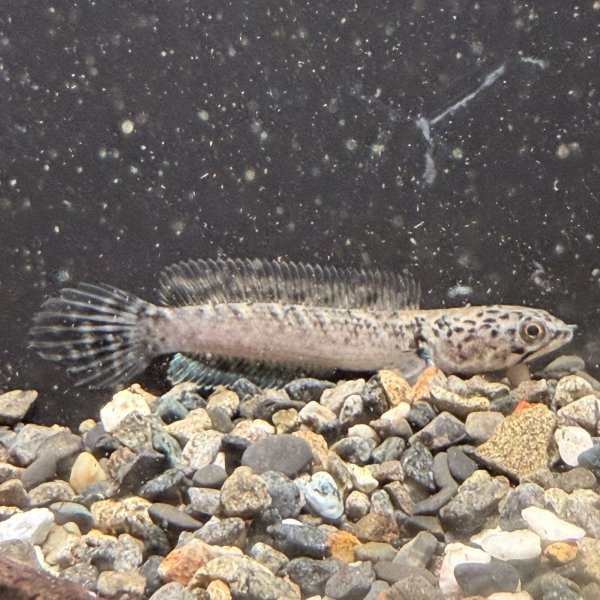 画像1: チャンナ リムバータ ダルメシアン(5cm±) (1)