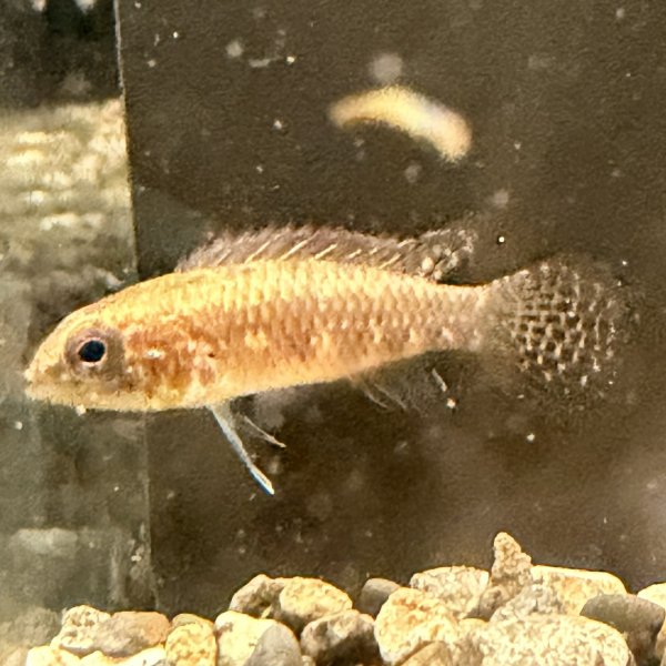 画像1: アピストグラマ エリザベサエ(リオネグロ) ペア WILD (1)