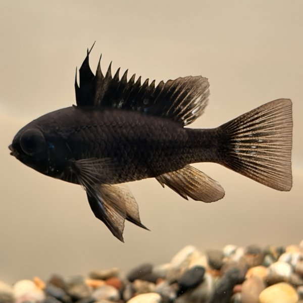 画像5: スーパーブラックラミレジィ 1ペア (5)