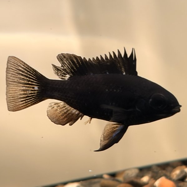 画像4: スーパーブラックラミレジィ 1ペア (4)