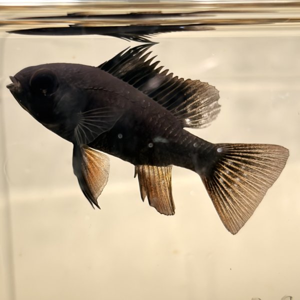 画像2: スーパーブラックラミレジィ 1ペア (2)