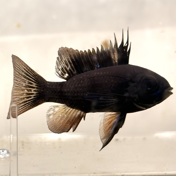 画像1: スーパーブラックラミレジィ 1ペア (1)