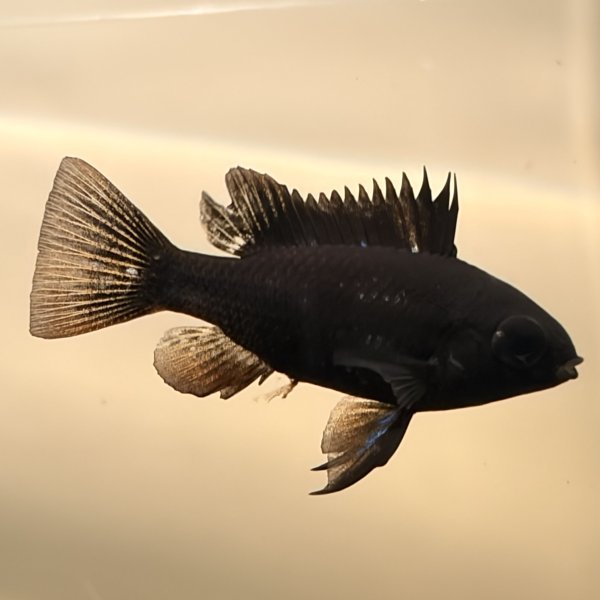 画像5: スーパーブラックラミレジィ 1ペア (5)